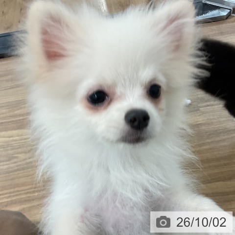 茨城県のポメラニアン (ペッツワン 阿見店/2026年6月1日生まれ/女の子/クリーム)の子犬の3枚目の画像
