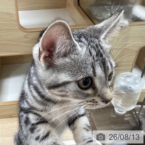 岩手県のアメリカンショートヘアー (ペットプラス 盛岡南店/2026年5月6日生まれ/男の子/シルバータビー)の子猫の3枚目の画像