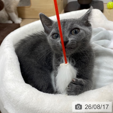 長野県のロシアンブルー (ペットプラス 須坂店/2026年5月28日生まれ/男の子/ブルー)の子猫の4枚目の画像