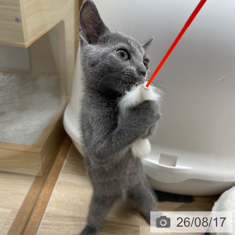 長野県のロシアンブルー (ペットプラス 須坂店/2026年5月28日生まれ/男の子/ブルー)の子猫の3枚目の画像