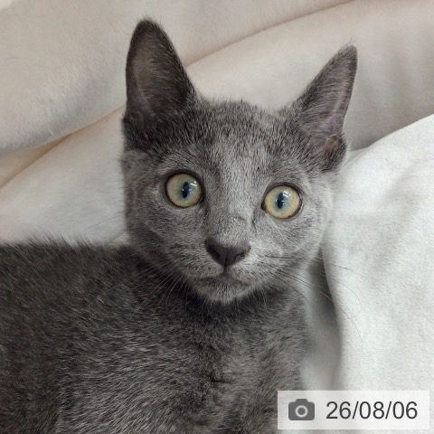 福島県のロシアンブルー (ペットプラス 福島店/2026年5月28日生まれ/女の子/ブルー)の子猫の4枚目の画像