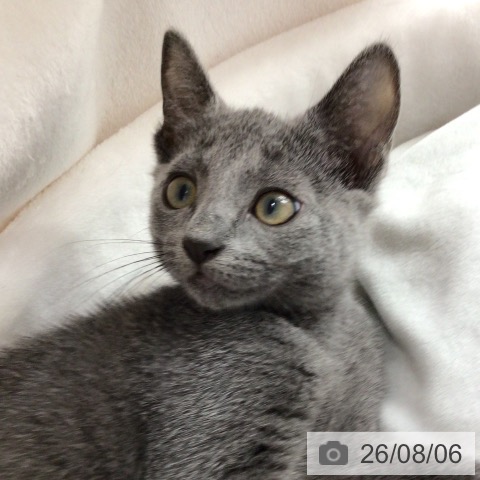 福島県のロシアンブルー (ペットプラス 福島店/2026年5月28日生まれ/女の子/ブルー)の子猫の3枚目の画像