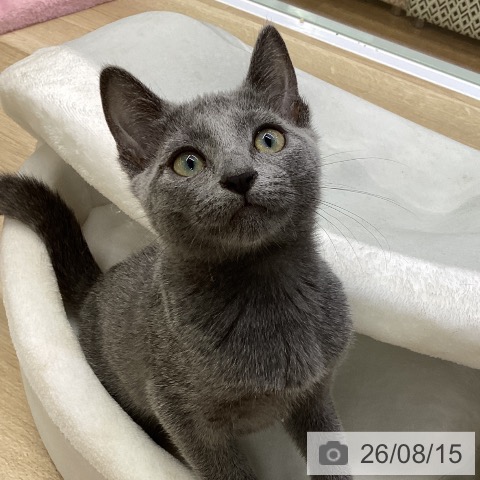 福島県のロシアンブルー (ペットプラス 福島店/2026年5月28日生まれ/女の子/ブルー)の子猫の3枚目の画像