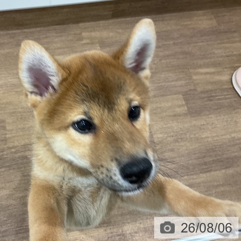 埼玉県の柴犬(標準サイズ) (ペッツワン 吉川美南店/2026年5月31日生まれ/男の子/赤)の子犬の4枚目の画像