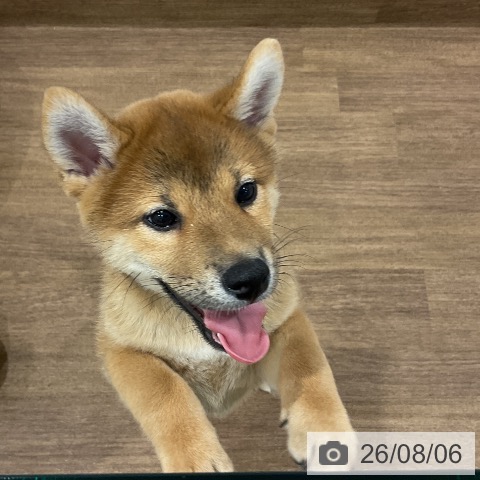 埼玉県の柴犬(標準サイズ) (ペッツワン 吉川美南店/2026年5月31日生まれ/男の子/赤)の子犬の3枚目の画像
