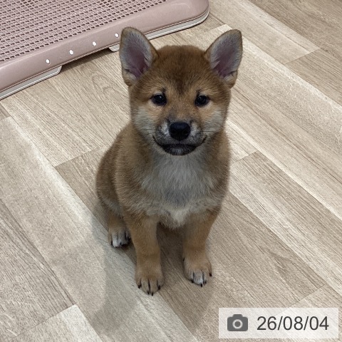群馬県の柴犬(標準サイズ) (ペットプラス イオンモール太田店/2026年5月31日生まれ/女の子/赤)の子犬の3枚目の画像