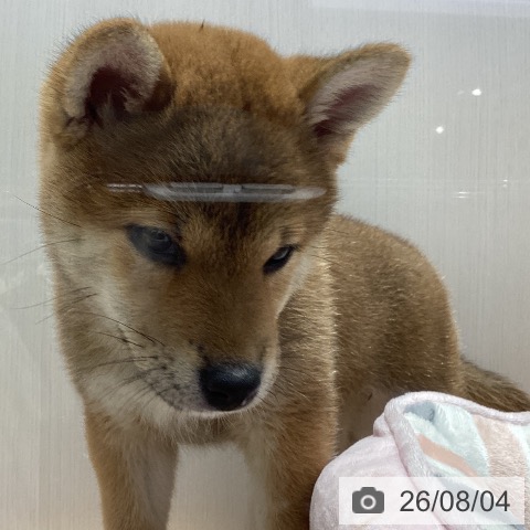 山梨県の柴犬(標準サイズ) (ペットプラス 甲府昭和店/2026年5月31日生まれ/女の子/赤)の子犬の4枚目の画像