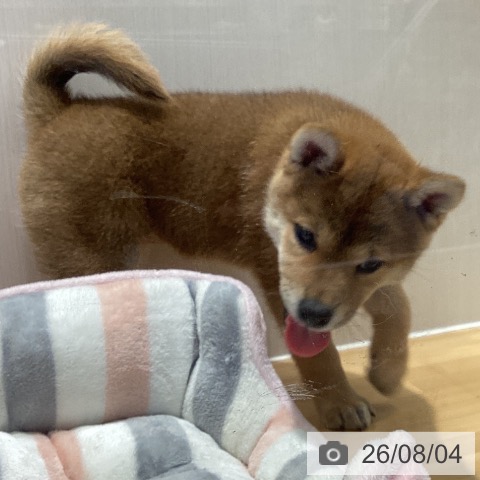 山梨県の柴犬(標準サイズ) (ペットプラス 甲府昭和店/2026年5月31日生まれ/女の子/赤)の子犬の3枚目の画像