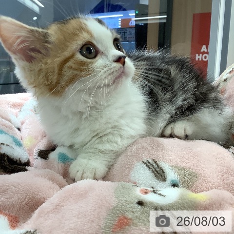 マンチカンの写真