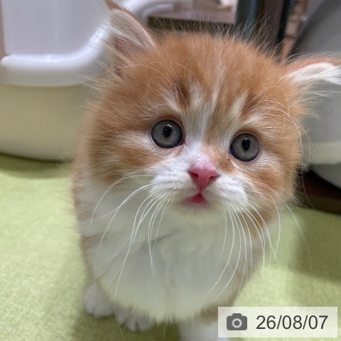 神奈川県のスコティッシュフォールド (ペットプラス テラスモール湘南店/2026年5月28日生まれ/男の子/レッドタビーホワイト)の子猫の4枚目の画像