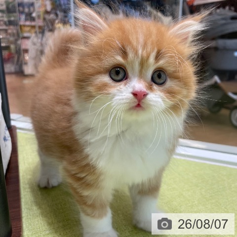 神奈川県のスコティッシュフォールド (ペットプラス テラスモール湘南店/2026年5月28日生まれ/男の子/レッドタビーホワイト)の子猫の3枚目の画像