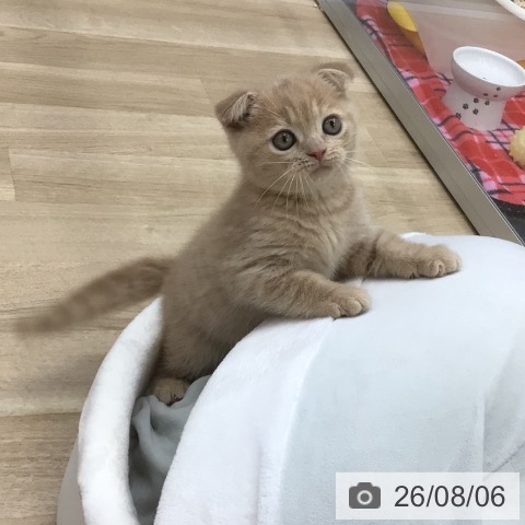 福島県のスコティッシュフォールド (ペットプラス 福島店/2026年5月28日生まれ/男の子/クリームタビー)の子猫の3枚目の画像