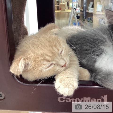 福島県のスコティッシュフォールド (ペットプラス 福島店/2026年5月28日生まれ/男の子/クリームタビー)の子猫の3枚目の画像