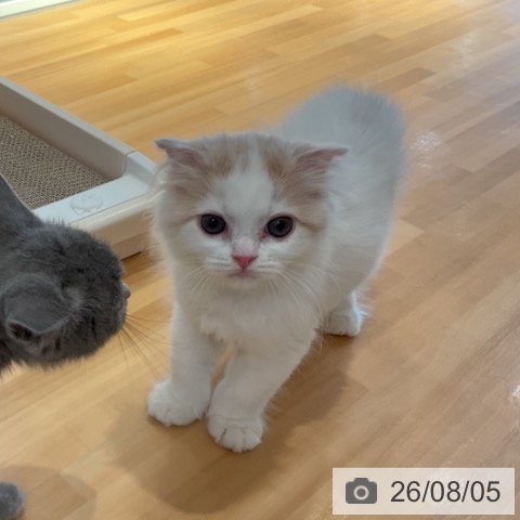 スコティッシュフォールドの写真