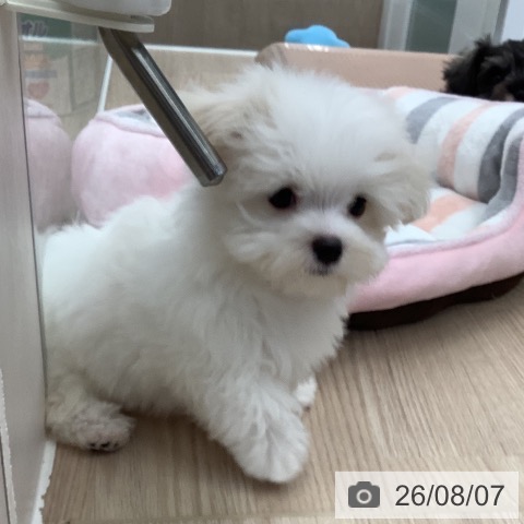 埼玉県のマルチーズ (ペットプラス 上尾店/2026年5月30日生まれ/男の子/ホワイト)の子犬の4枚目の画像