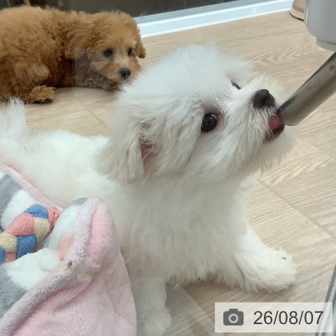 埼玉県のマルチーズ (ペットプラス 上尾店/2026年5月30日生まれ/男の子/ホワイト)の子犬の3枚目の画像