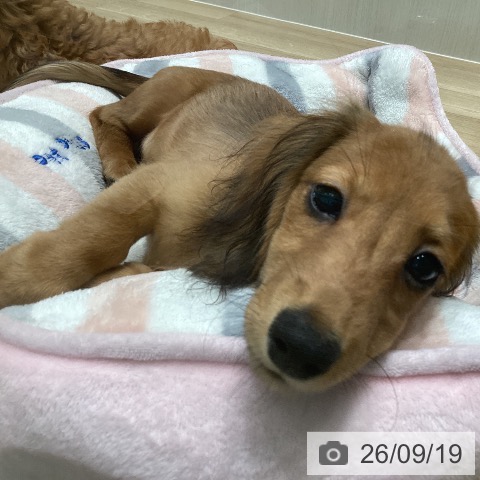 ミニチュア・ダックスフンドの写真