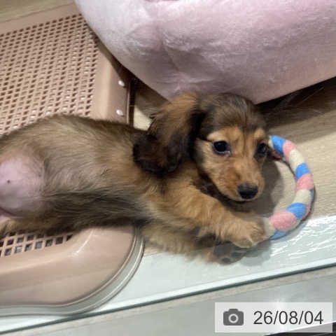 ミニチュア・ダックスフンドの写真