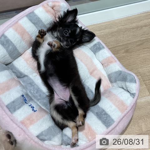 チワワの写真
