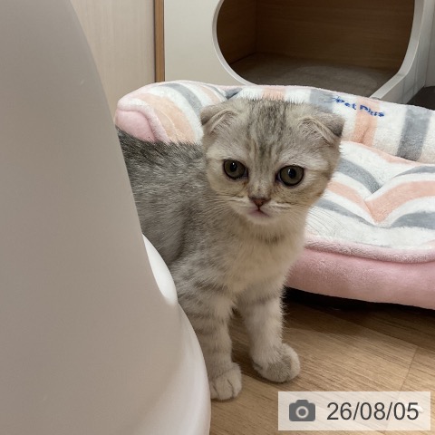 神奈川県のスコティッシュフォールド (ペットプラス モザイクモール港北店/2026年5月27日生まれ/女の子/シルバーパッチドタビー)の子猫の3枚目の画像