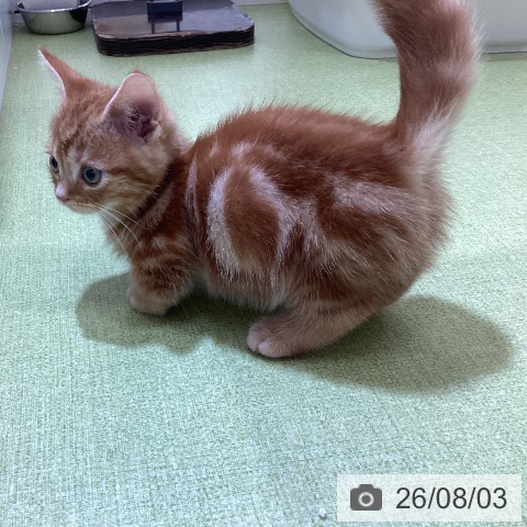 マンチカンの写真