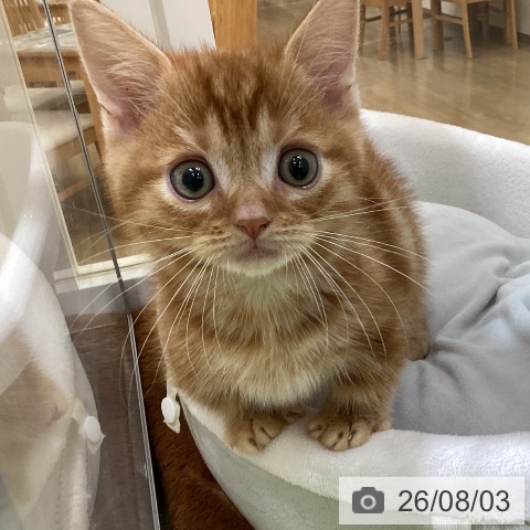 マンチカンの写真