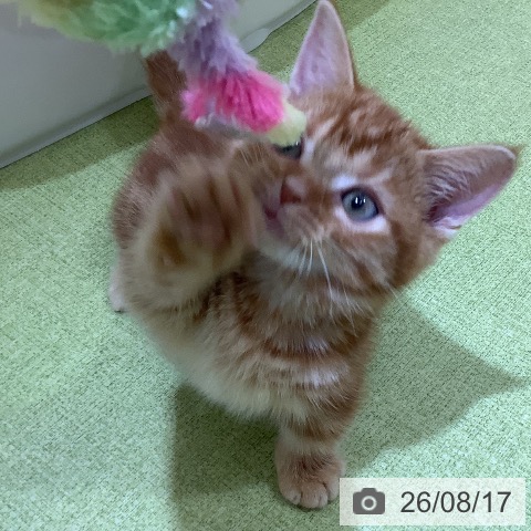 埼玉県のマンチカン (ペットプラス 羽生店/2026年6月3日生まれ/男の子/レッドタビー)の子猫の3枚目の画像