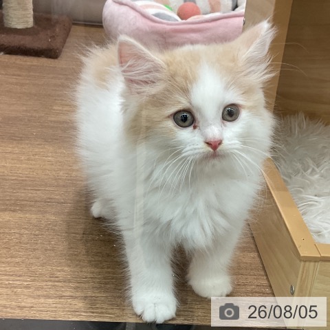 埼玉県のスコティッシュフォールド (ペッツワン 吉川美南店/2026年5月28日生まれ/女の子/クリームタビーホワイト)の子猫の3枚目の画像