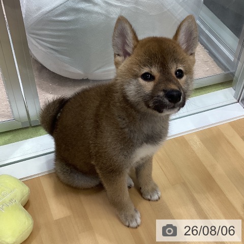 長野県の柴犬(標準サイズ) (ペットプラス 松本店/2026年6月2日生まれ/女の子/赤)の子犬の3枚目の画像