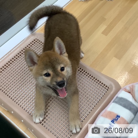 長野県の柴犬(標準サイズ) (ペットプラス 松本店/2026年6月2日生まれ/女の子/赤)の子犬の4枚目の画像