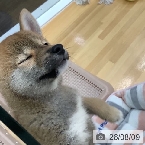 長野県の柴犬(標準サイズ) (ペットプラス 松本店/2026年6月2日生まれ/女の子/赤)の子犬の3枚目の画像