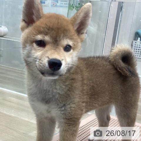神奈川県の柴犬(標準サイズ) (ペットプラス 天王町店/2026年6月2日生まれ/女の子/赤)の子犬の3枚目の画像