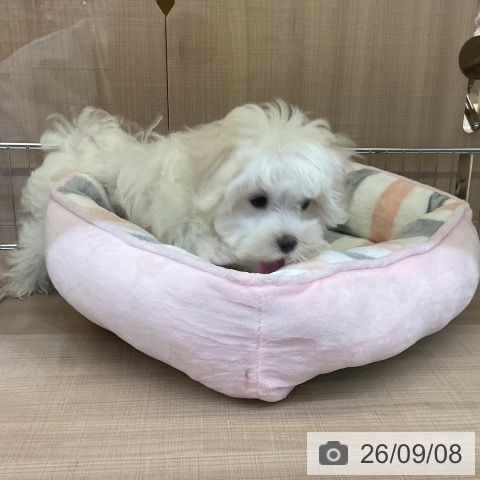 マルチーズの写真