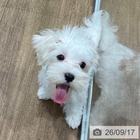 神奈川県のマルチーズ (ペッツワン 小田原店/2026年6月2日生まれ/男の子/ホワイト)の子犬の4枚目の画像