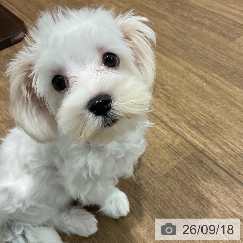 神奈川県のマルチーズ (ペッツワン 小田原店/2026年6月2日生まれ/男の子/ホワイト)の子犬の3枚目の画像