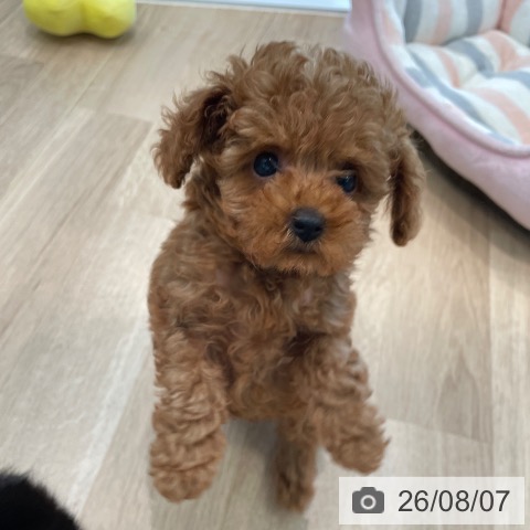 東京都のトイプードル(トイ) (ペットプラス 大井町トラックス店/2026年6月3日生まれ/男の子/レッド)の子犬の3枚目の画像