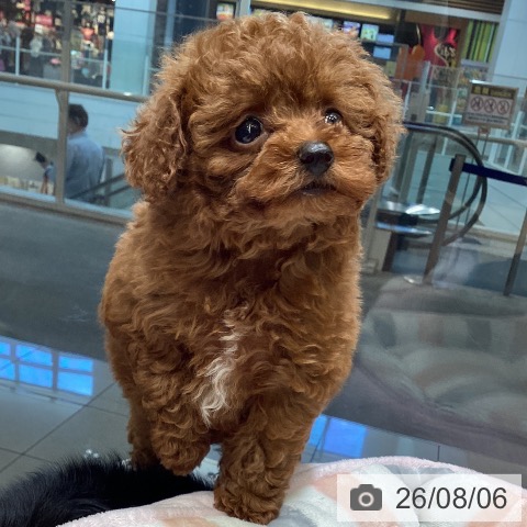 東京都のトイプードル(トイ) (ペットプラス むさし村山店/2026年6月3日生まれ/男の子/レッド)の子犬の3枚目の画像