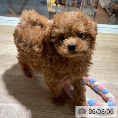 神奈川県のトイプードル(トイ) (ペットプラス 湘南平塚店/2026年6月3日生まれ/男の子/レッド)の子犬の3枚目の画像