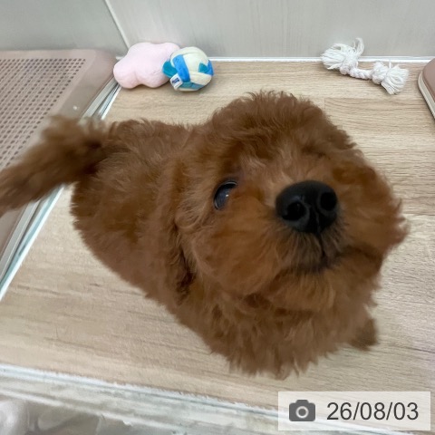 トイ・プードルの写真
