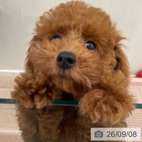 東京都のトイプードル(トイ) (ペッツワン 青梅インター店/2026年6月3日生まれ/男の子/レッド)の子犬の4枚目の画像