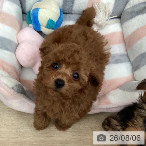 東京都のトイプードル(トイ) (ペットプラス 東久留米店/2026年6月3日生まれ/男の子/レッド)の子犬の3枚目の画像
