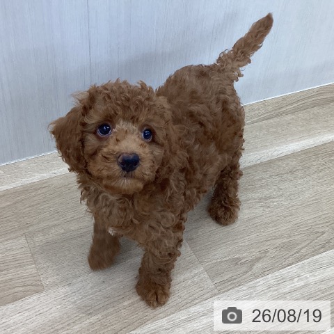 山梨県のトイプードル(トイ) (ペットプラス 甲府国母店/2026年6月1日生まれ/男の子/レッド)の子犬の4枚目の画像
