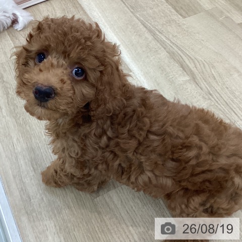 山梨県のトイプードル(トイ) (ペットプラス 甲府国母店/2026年6月1日生まれ/男の子/レッド)の子犬の3枚目の画像