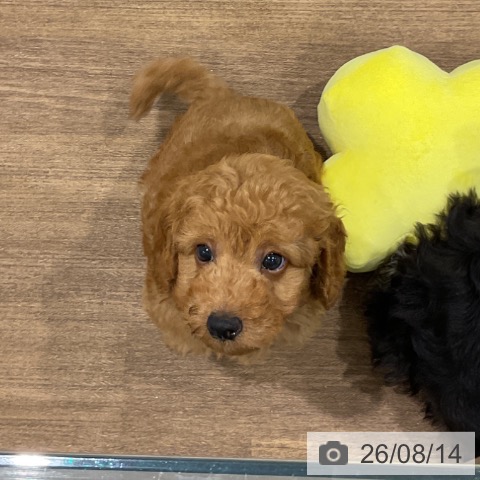 神奈川県のトイプードル(トイ) (ペッツワン 小田原店/2026年6月1日生まれ/男の子/レッド)の子犬の3枚目の画像