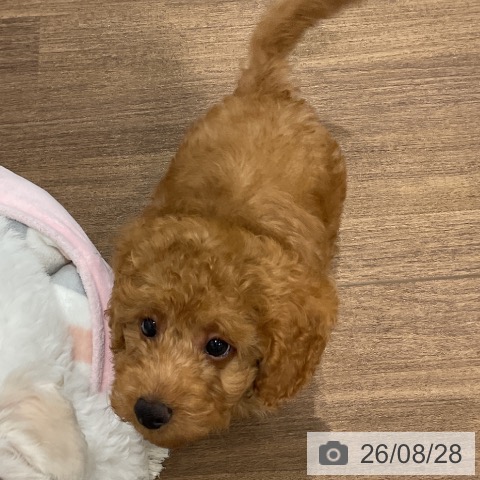 神奈川県のトイプードル(トイ) (ペッツワン 小田原店/2026年6月1日生まれ/男の子/レッド)の子犬の3枚目の画像