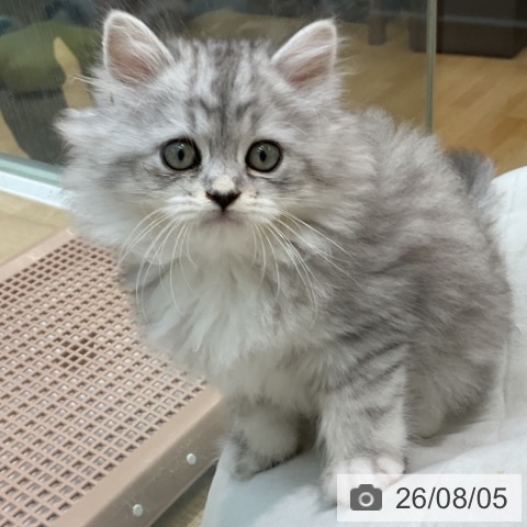 埼玉県のサイベリアン (ペットプラス ららぽーと新三郷店/2026年6月3日生まれ/女の子/シルバータビーホワイト)の子猫の4枚目の画像