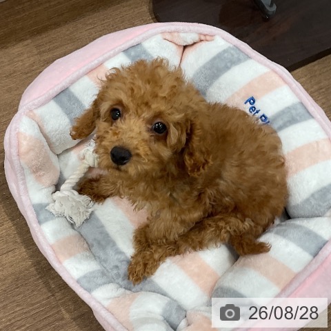 神奈川県のトイプードル(トイ) (ペッツワン 小田原店/2026年5月26日生まれ/女の子/レッド)の子犬の4枚目の画像