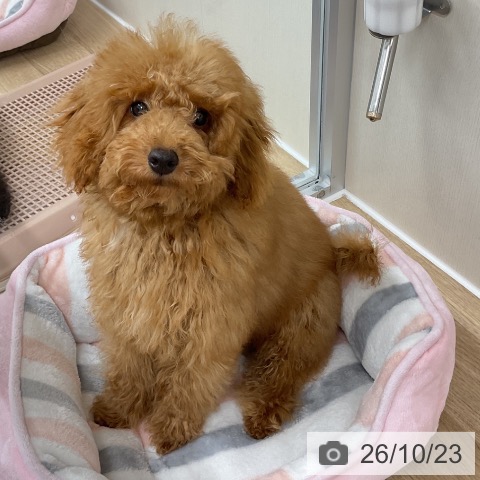 神奈川県のトイプードル(トイ) (ペットプラス アミーゴ藤沢店/2026年5月26日生まれ/女の子/レッド)の子犬の4枚目の画像