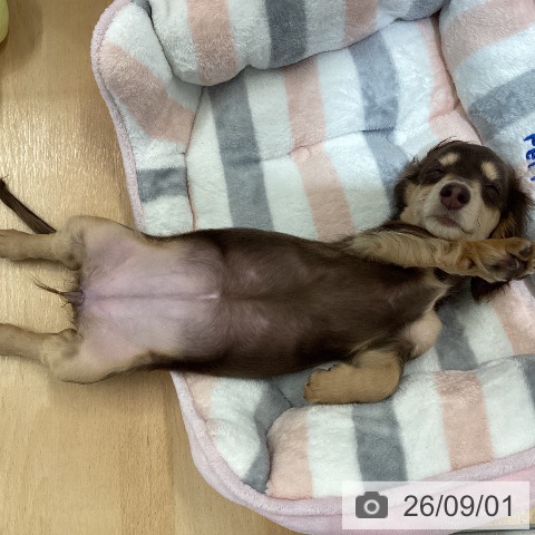 ミニチュア・ダックスフンドの写真