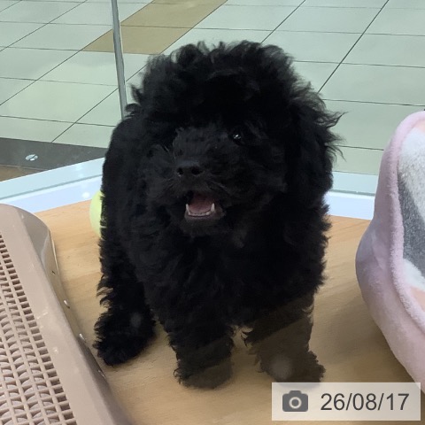 埼玉県のトイプードル(トイ) (ペットプラス 羽生店/2026年6月3日生まれ/男の子/ブラック)の子犬の3枚目の画像